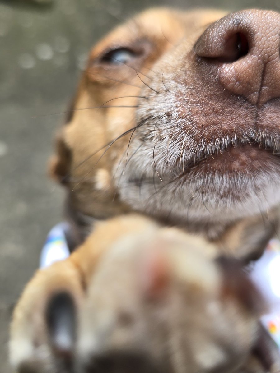crazyhaste13's tweet photo. Trying to take a cute picture of the doggo to welcome in PRIDE Month 🙃

Happy Pride Month Everyone!! 🏳️‍🌈

#PrideMonth
#LGBTQIA 
#gay https://t.co/8v3xrQkiKq