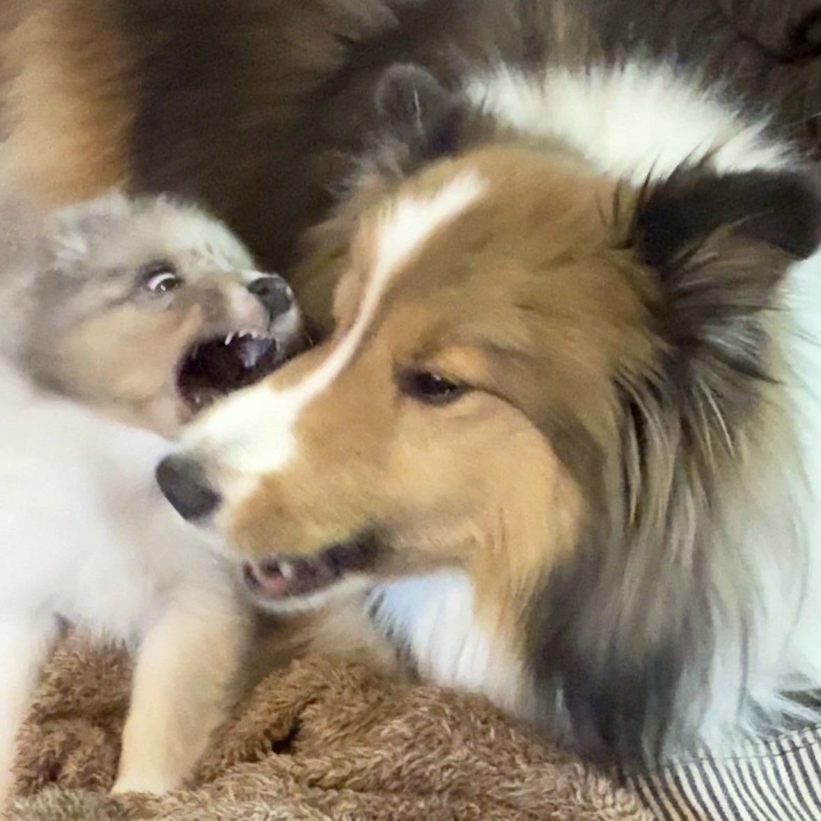 🤣
#シェルティの日
#シェルティの日2025
#internationalsheltieday
#internationalsheltieday2025