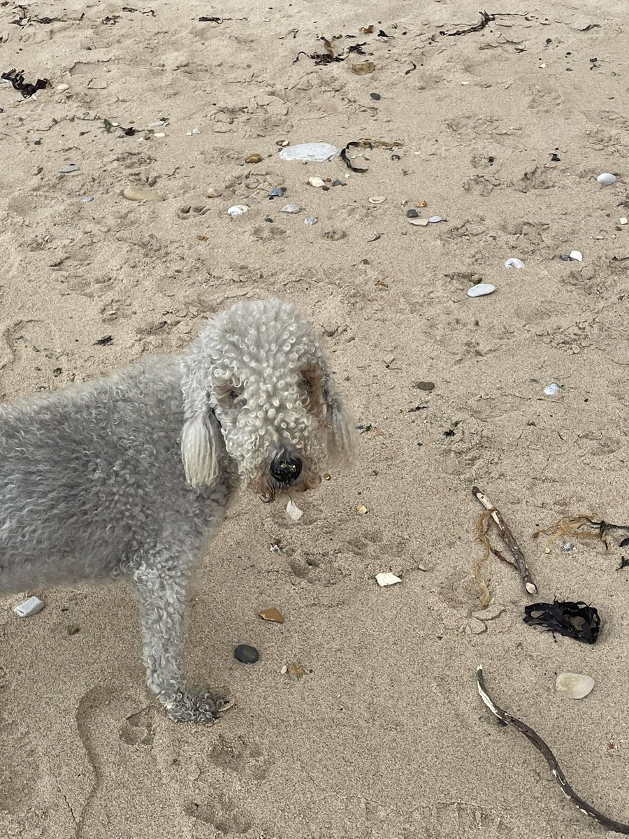 Dave Dixon (@dave_dixon1) on Twitter photo It’s that time already the 1st of June #justone luckily for me I don’t find to many of these the #beach was looking good though lots of #dripper litter
<a href="/TJRPitt/">TommyPicsUpTrash</a> 🤝🌍🤝 It’s that time already the 1st of June #justone luckily for me I don’t find to many of these the #beach was looking good though lots of #dripper litter
<a href="/TJRPitt/">TommyPicsUpTrash</a> 🤝🌍🤝