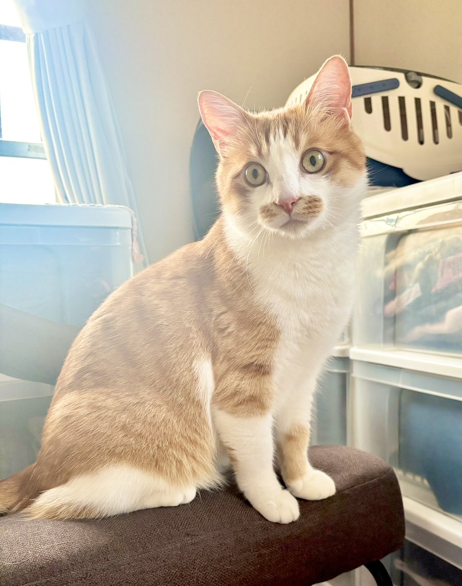 今日はミミちゃんの誕生日(推定)✨🐱
いつの間にか大きくなったね🧡
保護した子猫の時から甘えん坊で構ってアピールが激しい子だった😂
2歳になった今でも、顔の上で寝たり、ミャーミャー猛烈に甘えてくる可愛い子です🐱🫶
これからもずっと健康でずっと一緒にいてね🍀