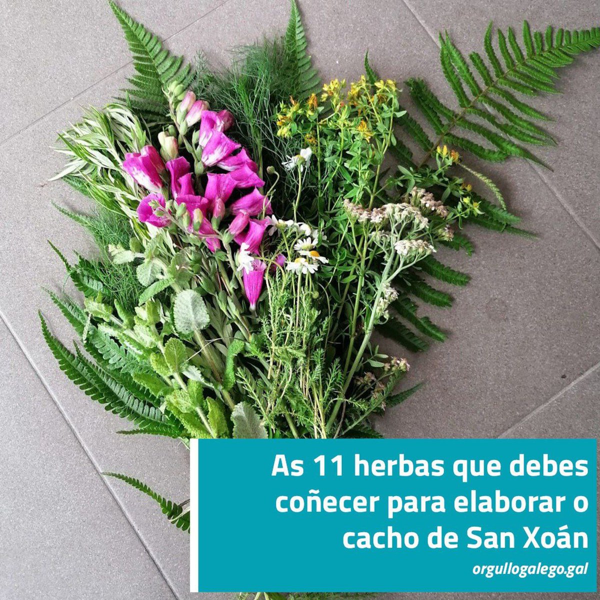 🔥 BENVIDO, XUÑO! 🔥

🌿 Comeza o mes de San Xoán, unha das noites máis máxicas da cultura galega!
👉 orgullogalego.gal/cacho-san-xoan/

O ano pasado pedistes que compartísemos como preparar o cacho de San Xoán con tempo… así que aquí vai o noso, feito con 11 herbas tradicionais 🌱✨