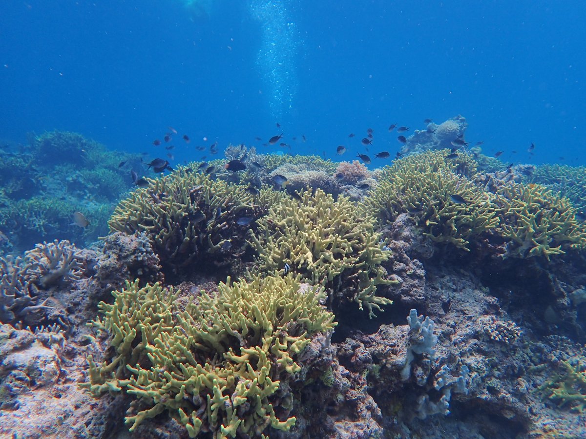 Happy #CoralReefAwareness Day (1 June)! Check out these amazing photos taken by #EOSsg scientists during their recent field trip to the Philippines. Their research across Southeast Asia helps us understand these vibrant ecosystems, and guides efforts to conserve them for future