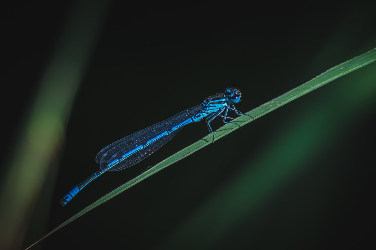 manganite's tweet photo. Azure damselfly
📍 Zurich | Switzerland
📷 Nikon Z8
📆 2025
Tags:
#nature #naturephotography
#animals #insects #damselfly #libelle #closeup #colors #blue #azure #neerach #neeracherried #birdlife #zurich #switzerland #nikon #z8 #nikonz8 #photo #photography #lightroom #manganite https://t.co/TsKjHujvsW