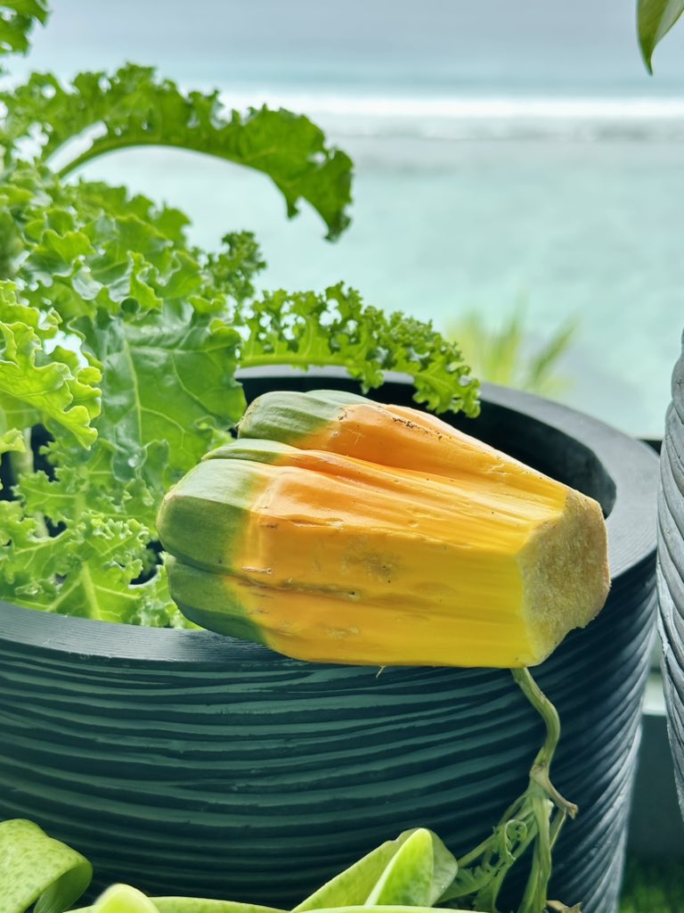 LitmusTimes's tweet image. Kashikeyo - Malaysian variation… grown in Maldives!

Sweet &amp;amp; delicious 
#screwpine