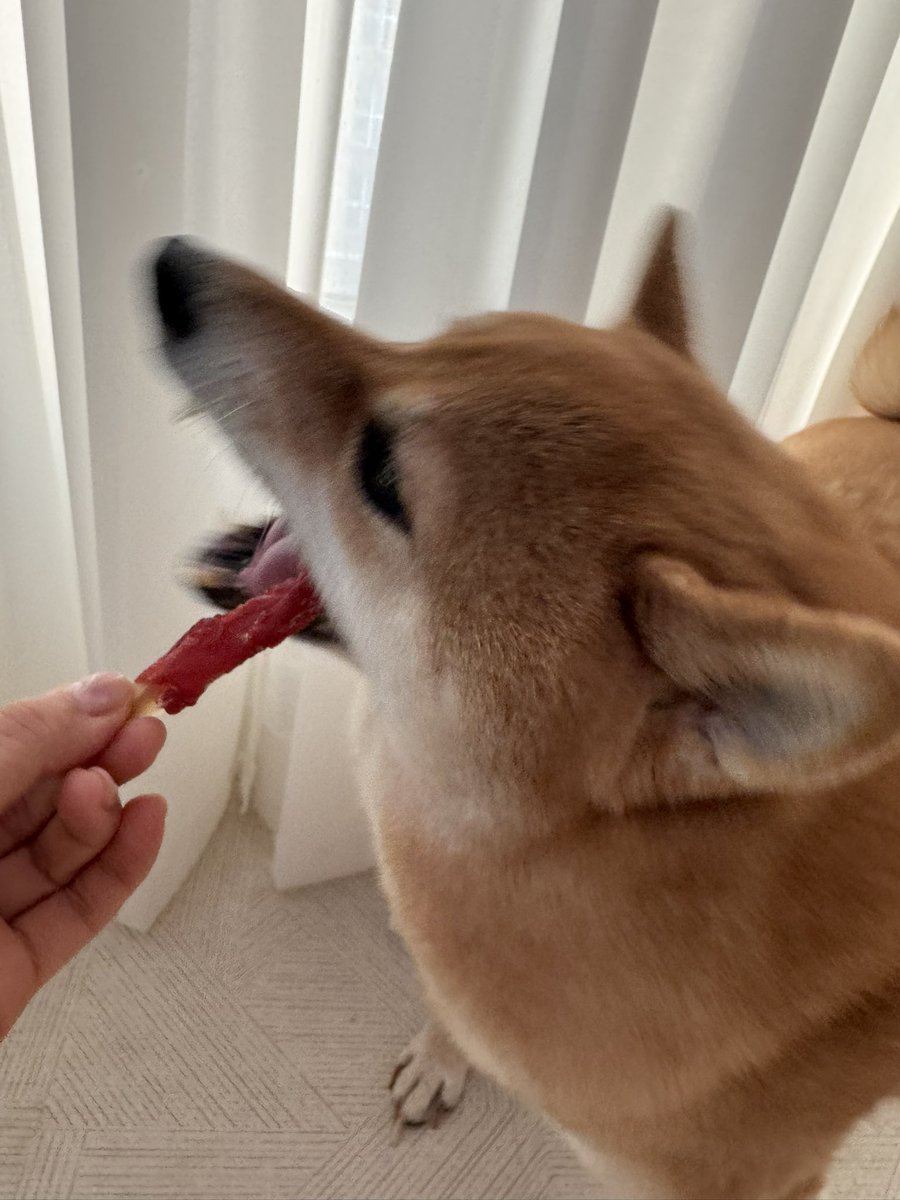 안녕하세요 여러분~~
내일 허니챈의 [꿀밤라디오]는
허니챈 유튜브채널 6주년 기념으로!!
보이는 라디오로 진행됩니당✨
25.06.02 월요일 PM8~ 
같이 놀아요🫶🏻

+ 감자 간식 먹는 인증샷입니다요 🐾😂

#허니챈 #챈챈정보통