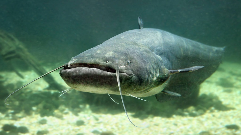 Gente de Andalucía (@genteandalucia) on Twitter photo Alarma en el Guadalquivir por la invasión del Siluro, un pez depredador capaz de alterar el ecosistema🐟⚠️
🎙️Dr. Carlos Fernández Delgado, coordinador proyecto <a href="/stopsiluro/">stopsiluro</a>
🗣️<a href="/PepeDaRosa1/">Pepe Da-Rosa</a> <a href="/AnaCarvajalMore/">Ana Carvajal Moreno</a> en <a href="/CanalSurRadio/">Canal Sur Radio</a> 📻
Escúchalo aquí 👇
👉 canalsur.es/multimedia.htm… 👈 Alarma en el Guadalquivir por la invasión del Siluro, un pez depredador capaz de alterar el ecosistema🐟⚠️
🎙️Dr. Carlos Fernández Delgado, coordinador proyecto <a href="/stopsiluro/">stopsiluro</a>
🗣️<a href="/PepeDaRosa1/">Pepe Da-Rosa</a> <a href="/AnaCarvajalMore/">Ana Carvajal Moreno</a> en <a href="/CanalSurRadio/">Canal Sur Radio</a> 📻
Escúchalo aquí 👇
👉 canalsur.es/multimedia.htm… 👈
