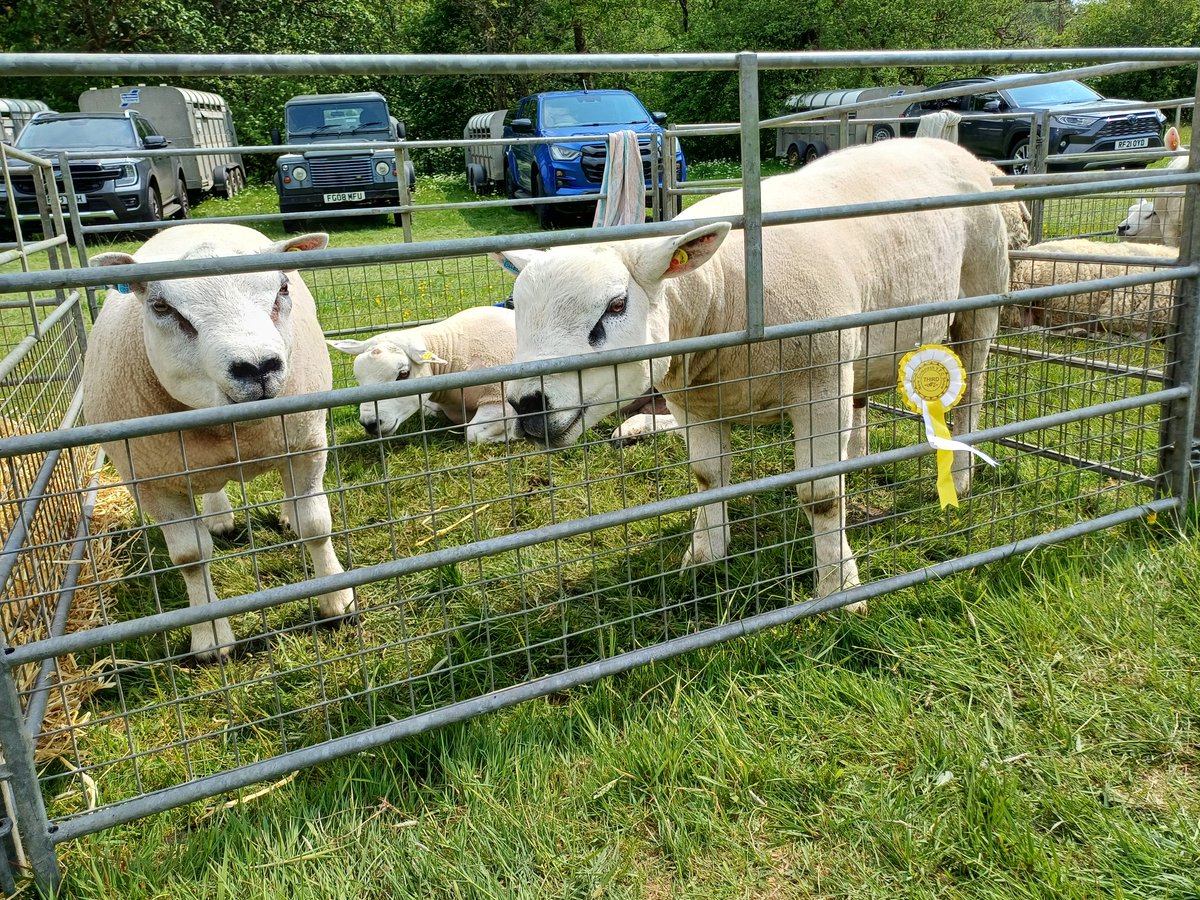 Fourth Show outing of 2025 and off to New Cumnock Show (in conjunction with New Cumnock Young Farmers) 

8 Sheep, 4 Prizes:
🥉 Texel Tup
🥉 Texel Group of Three
🥉 Beltex Tup
🥉 Beltex Gimmer 

🐄🐑 Super wee show once again and well done to all exhibitors for taking part 🐄🐑