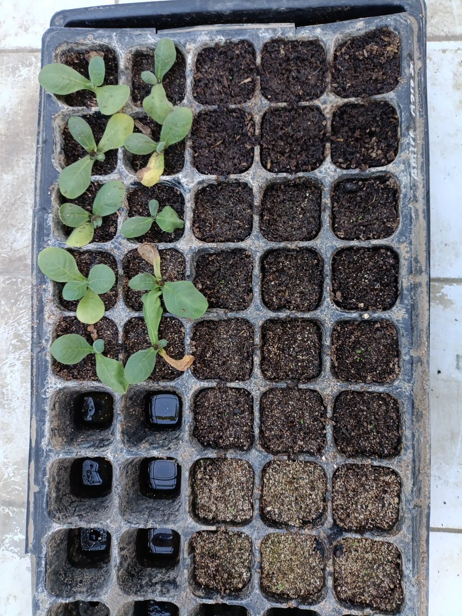 iGEM UGM 2025 tweet media