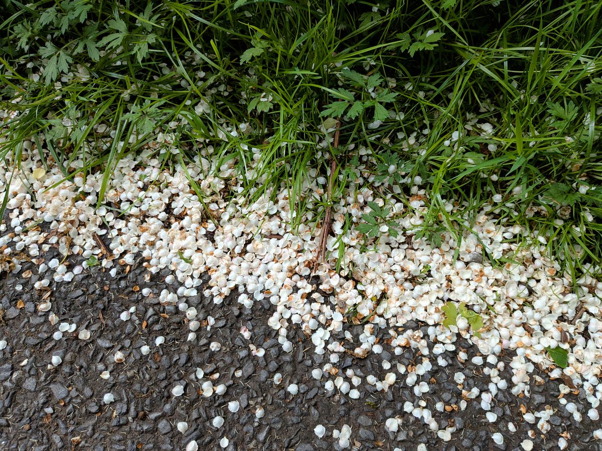 Hawthorn and Hawthorn