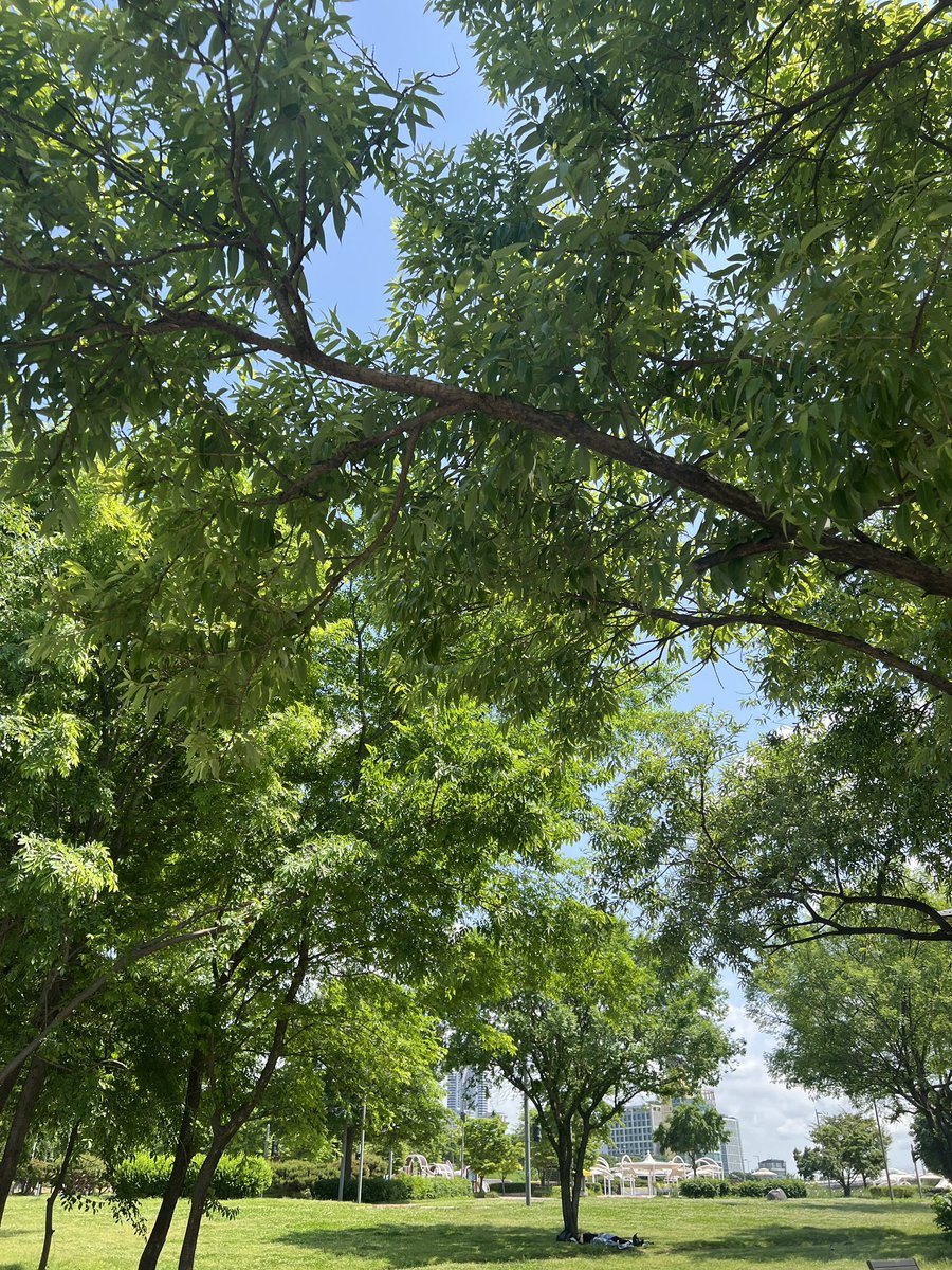 대자연의 사진이나 영상을 보기만 해도 지친 심신에 에너지를 주고 스트레스를 완화해준다고 합니다. 

나가지 못하고 계신분들 한강의 싱그러움을 보시고 힐링하세요!

<a href="/virtuals_io/">Virtuals Protocol</a>
<a href="/irys_xyz/">Irys (✧ᴗ✧)</a>
<a href="/KaitoAi/">Kaito AI 🌊</a>