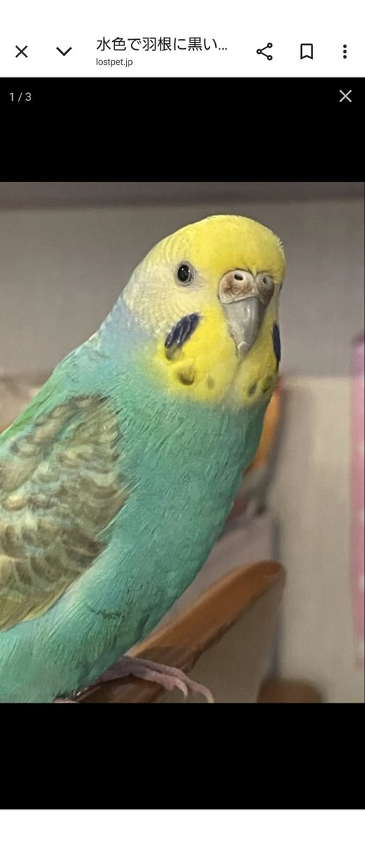 認定NPO法人TSUBASA -新施設クラファン達成しました！- tweet media