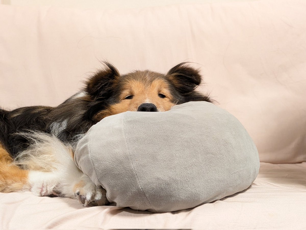 #シェルティ
オフ・モード