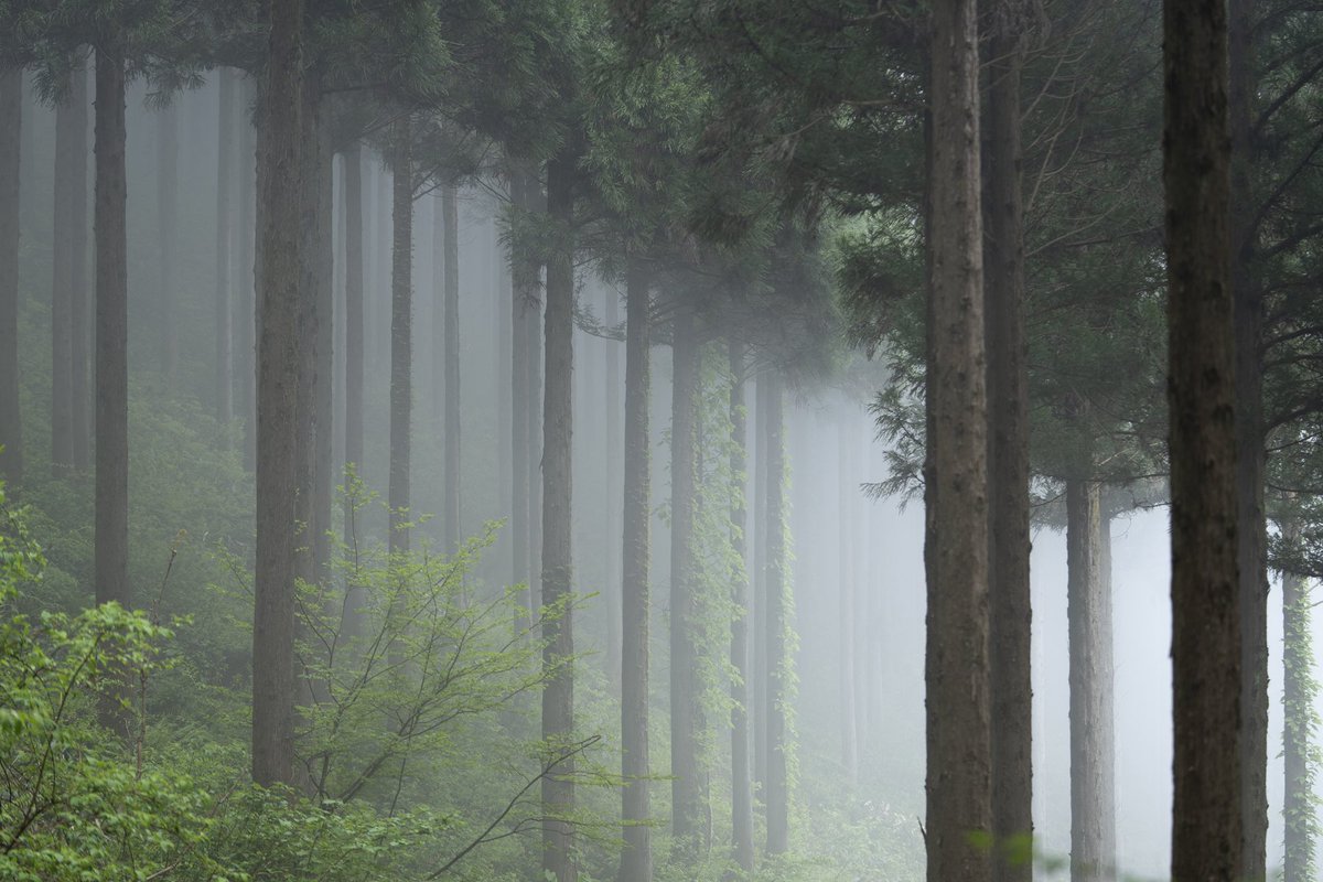 After the rainfall, a thick mist covered the entire forest, and the trees frolicked quietly.
