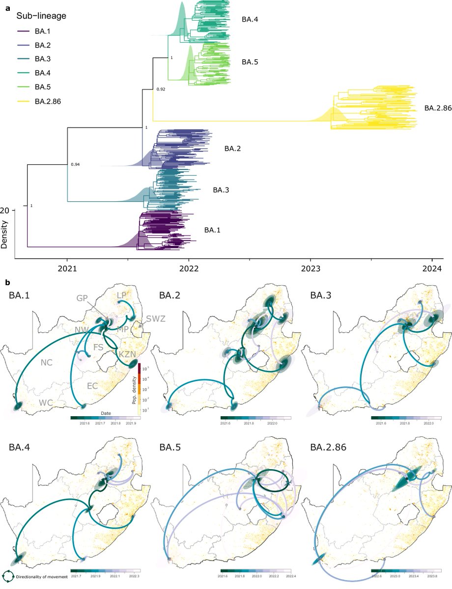 South Africa remains at forefront of genomics. Recent publication in Nature Comms show how Gauteng has been pivotal in the emergence of various Omicron lineages, including recent as BA.2.86. Manuscript openly accessible: nature.com/articles/s4146… #Genomics #Omicron #Surveillance