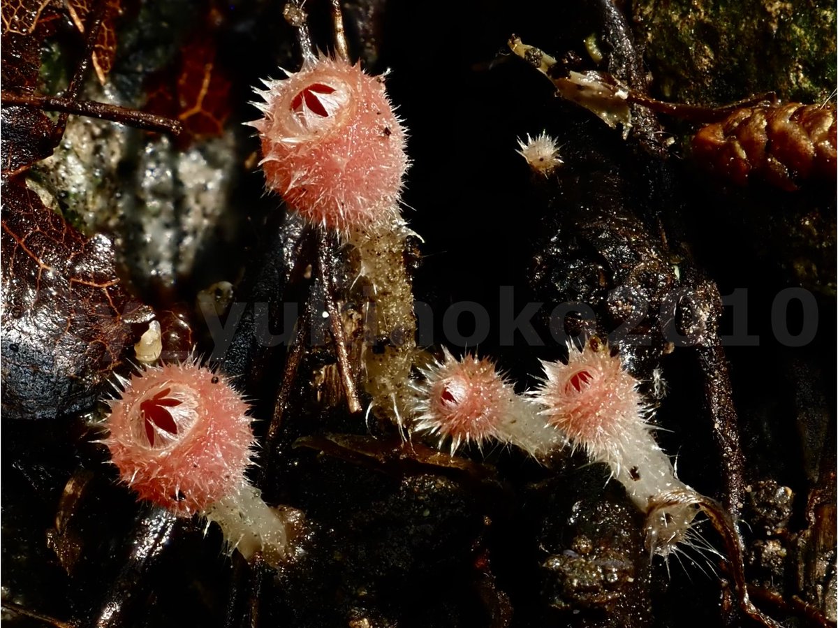 シロキツネノサカズキ属