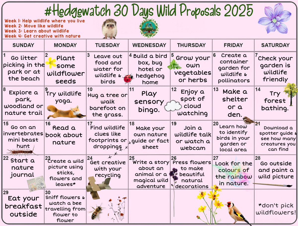 Hello #Hedgewatch!
It’s the beginning of  #30DaysWild &amp; we’re joining in again. Every day for the month we’ll be doing an act of wildness. Today Brock &amp; pals are litter picking in the park. 
Here’s our plan if you’d like to join in. 
Visit The Wildlife Trust website for more info