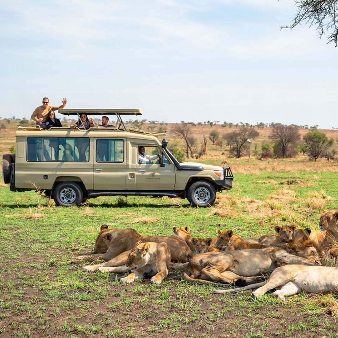 Lazy Sunday in Serengeti National Park 🦁😂