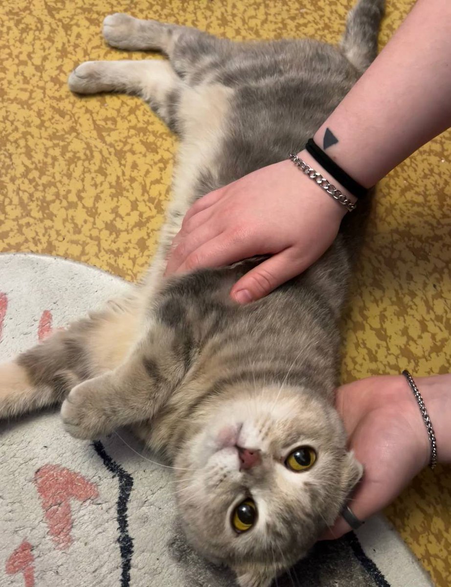 Loreleya tweet media