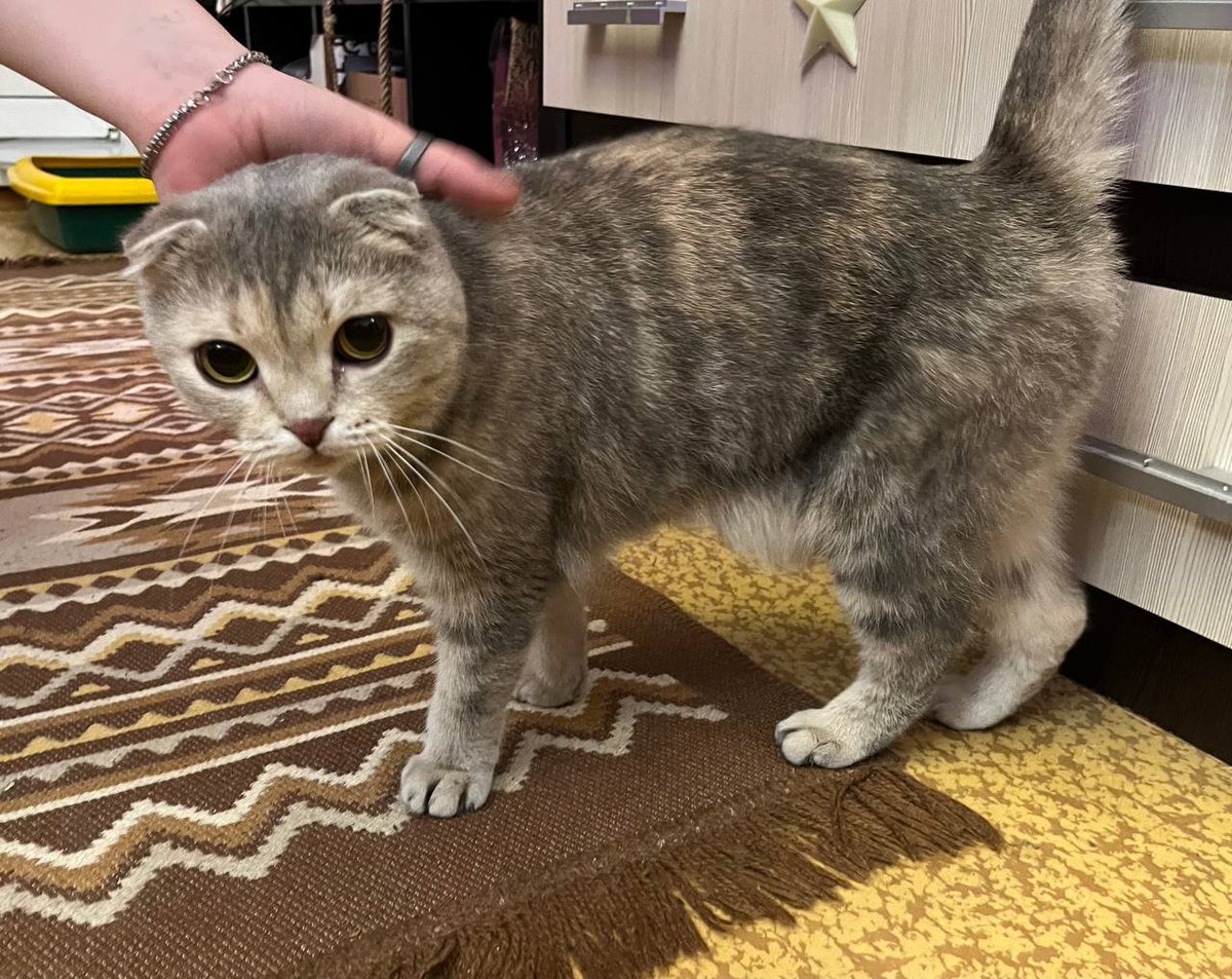 Loreleya tweet media