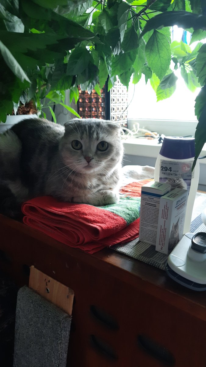 Loreleya tweet media