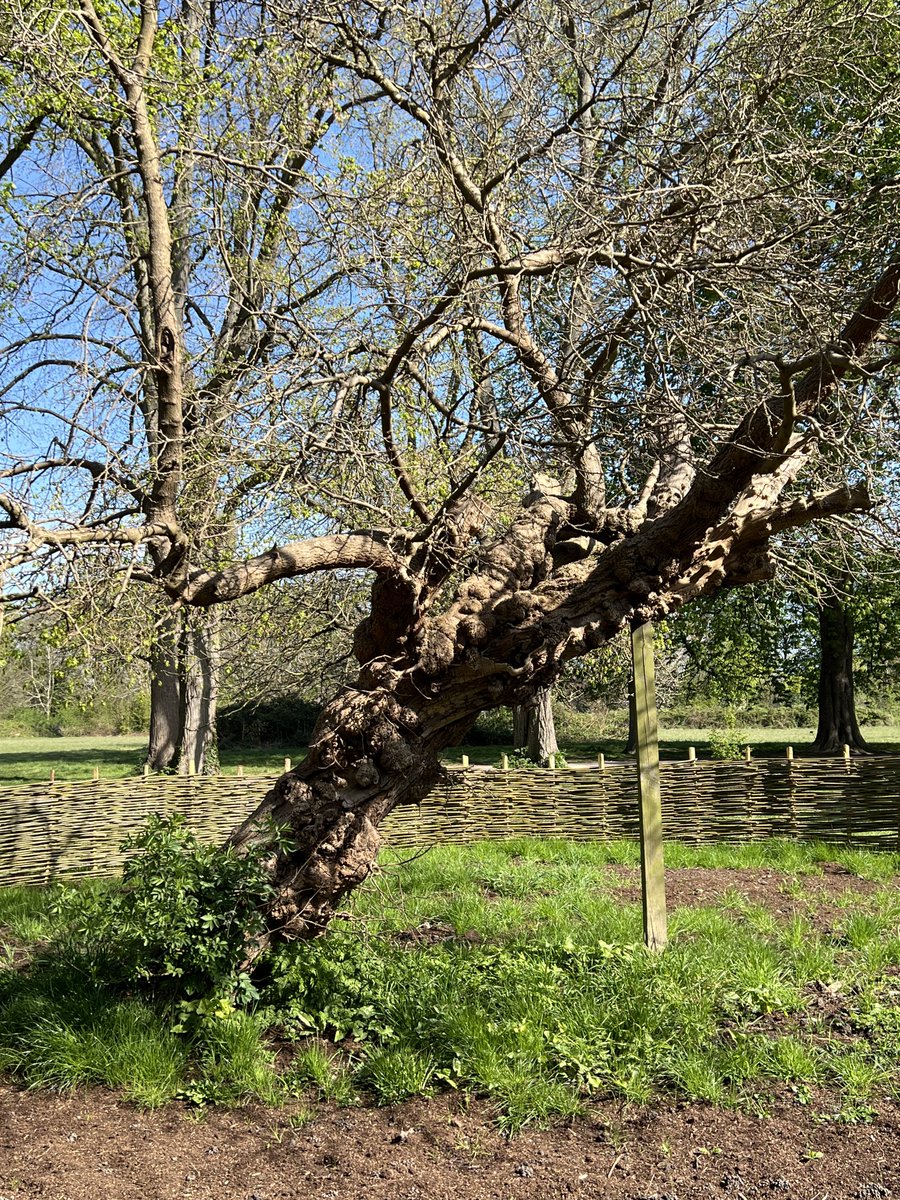 TiCLme's tweet photo. The black #mulberry #tree π³ π in #MordenHallPark @MordenHallPkNT is thought to have been planted by #Huguenots in the 18th century, making this #greattree likely around 200 years old @LMulberries π€©
#GreatTreesof London #GTOL
#GreatTrees of #Britain ππ³π¬π§ #GTOB https://t.co/nhi5DxIWXb