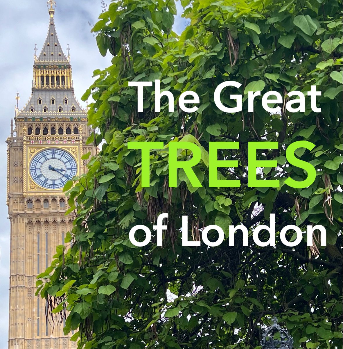 TiCLme's tweet photo. The black #mulberry #tree π³ π in #MordenHallPark @MordenHallPkNT is thought to have been planted by #Huguenots in the 18th century, making this #greattree likely around 200 years old @LMulberries π€©
#GreatTreesof London #GTOL
#GreatTrees of #Britain ππ³π¬π§ #GTOB https://t.co/nhi5DxIWXb