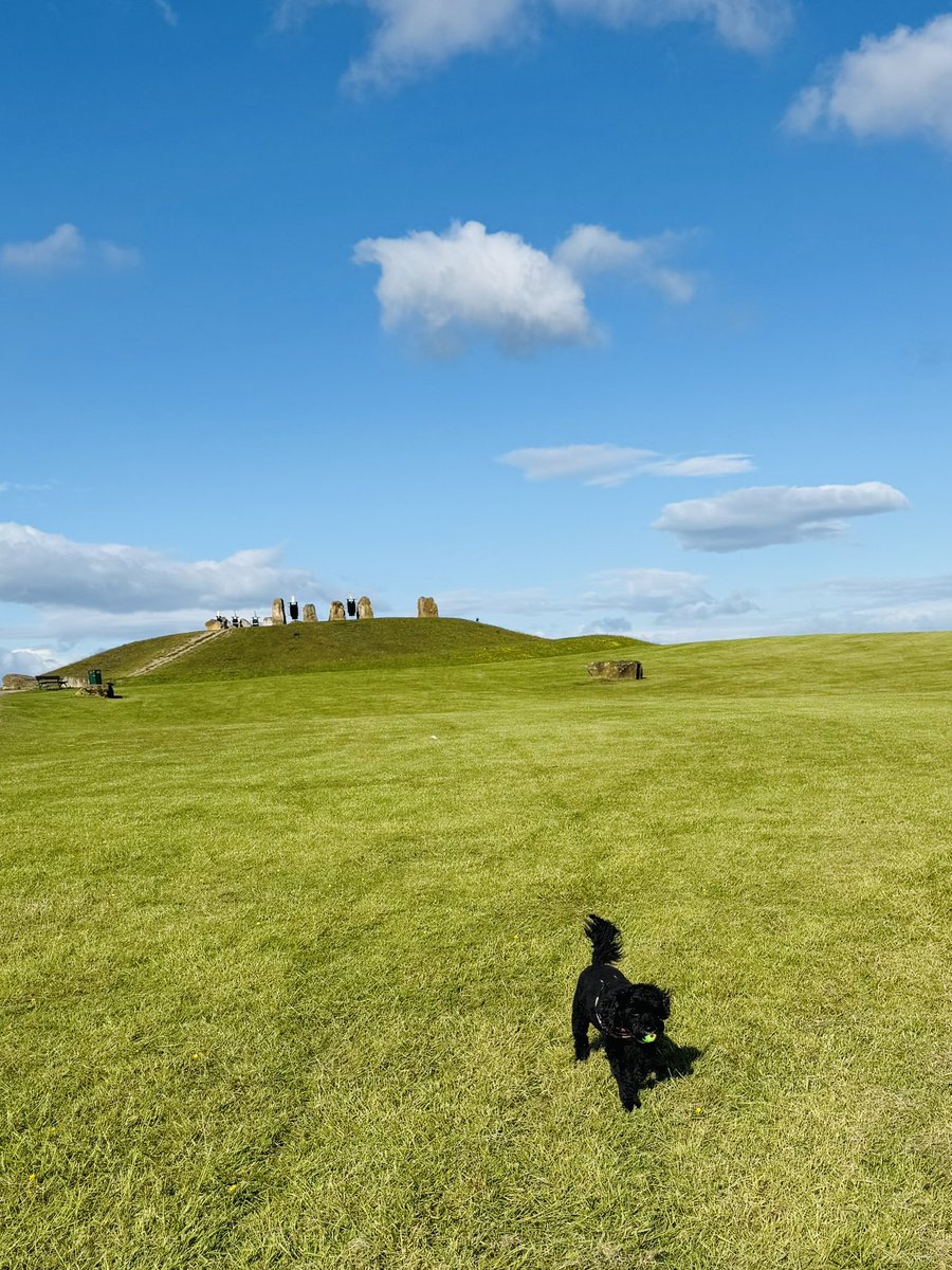 Vera_pooch's tweet image. We has had a run out to Herrington country park this morning- beautiful 😍 
#Vera🐶
#DogsOnX
#TwinsiesOnTwitter 
#HerringtonCountryPark