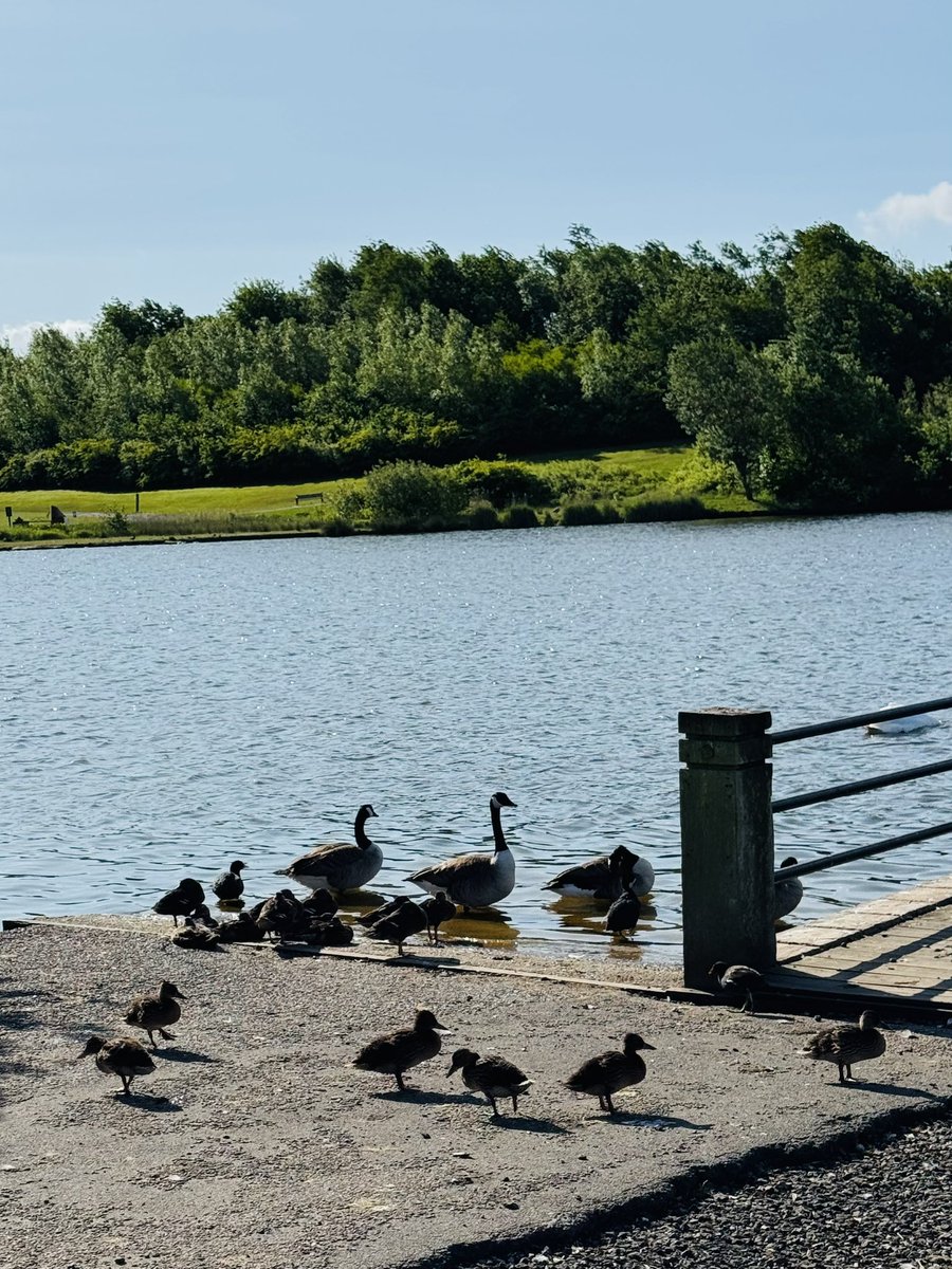 Vera_pooch's tweet image. We has had a run out to Herrington country park this morning- beautiful 😍 
#Vera🐶
#DogsOnX
#TwinsiesOnTwitter 
#HerringtonCountryPark