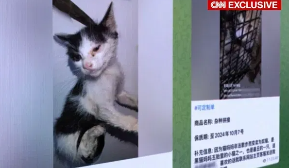 HORRIFYING | Disturbing cat torture videos spread on social media, activists call for urgent action. bit.ly/453EUJs