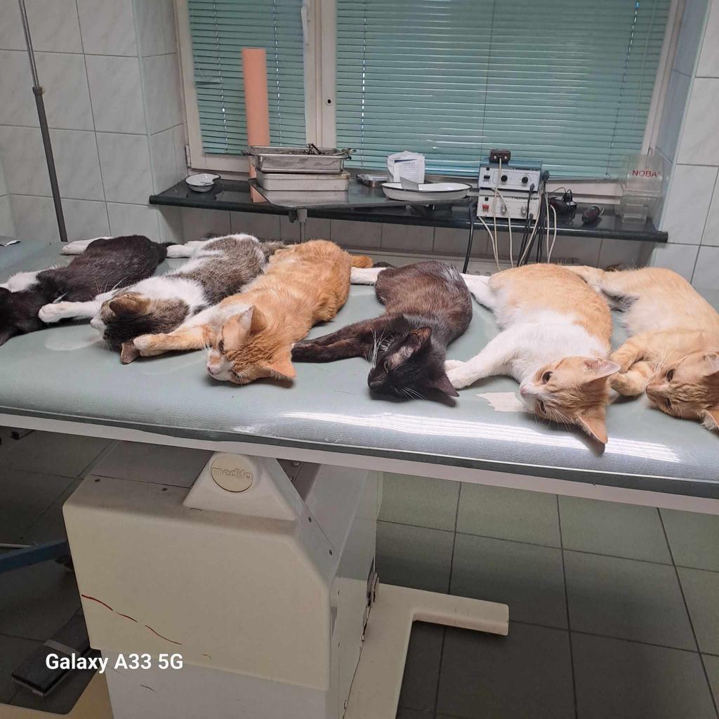 Koty w głowie 🐈 (@cenne_mysli) on Twitter photo 14 kotów potrzebuje pomocy, a mamy zaledwie 29% potrzebnej kwoty...
Liczy się każda złotówka 💔 
Proszę pomóżcie 🙏 
ratujemyzwierzaki.pl/krasnik-14-kot… 14 kotów potrzebuje pomocy, a mamy zaledwie 29% potrzebnej kwoty...
Liczy się każda złotówka 💔 
Proszę pomóżcie 🙏 
ratujemyzwierzaki.pl/krasnik-14-kot…