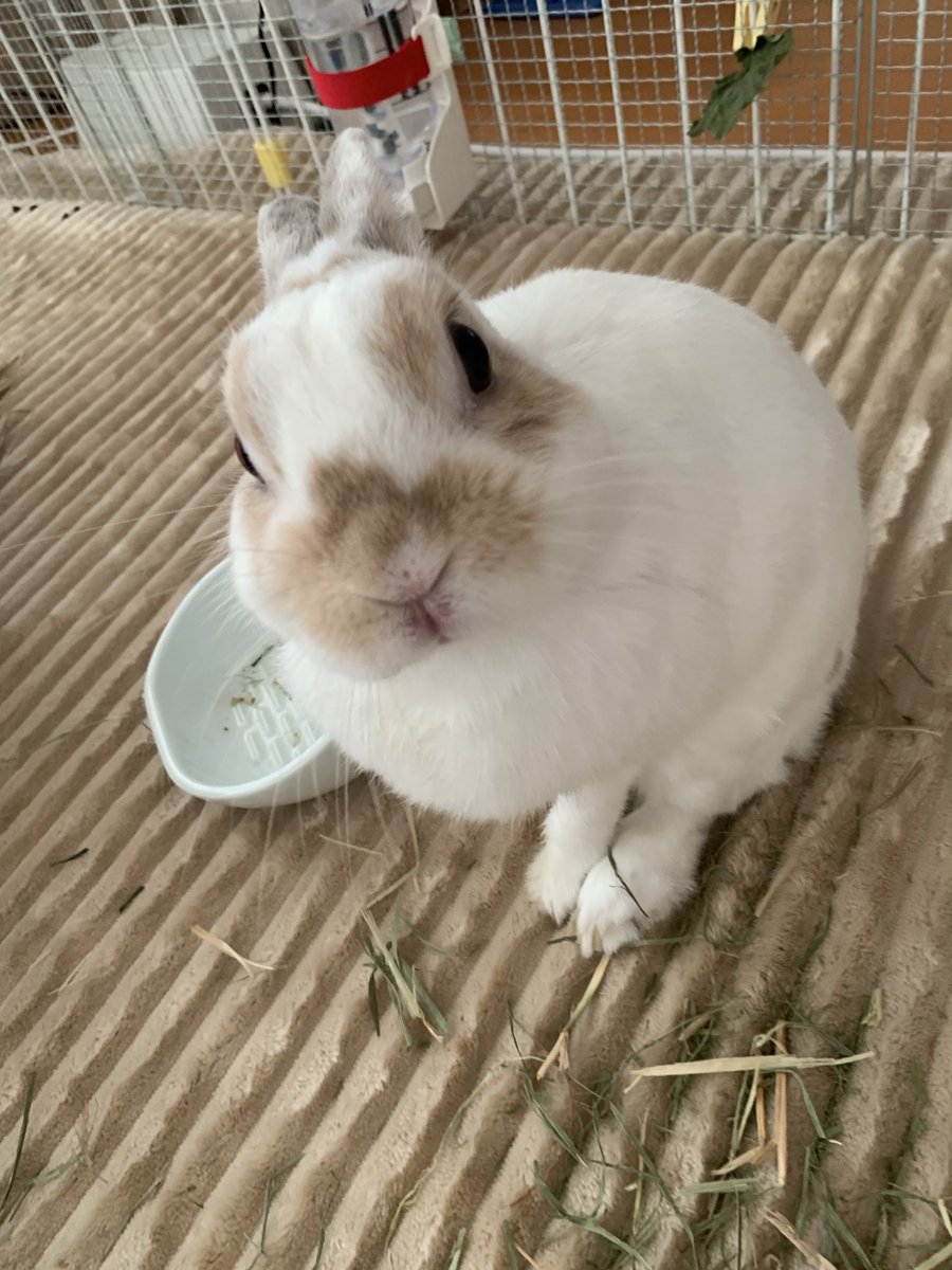 🐰撮ってるね？
#月兎コニト