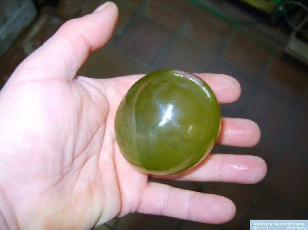 Valonia ventricosa, a sea algae that can grow up to 5 cm in diameter, is one of the largest known single-celled organisms, possibly the largest. What you see in the image is a single living cell.