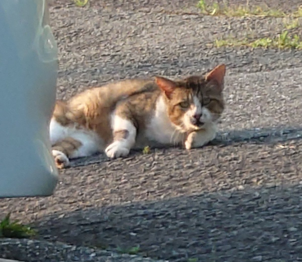 夜のごはん食べに来て、満腹で毛繕い中のキジ男くん

ぶさー🤣🤣かわー🤣🤣