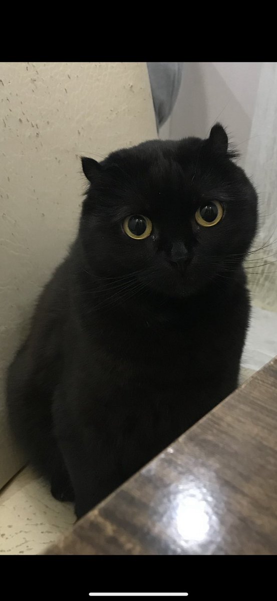 siladiorkikes's tweet photo. BULANA 10.000 ₺ ÖDÜL LOKİ ERKEK KISIR 7 YAŞINDA ÇİPLİ SCOTISH FOLD CİNSİ 39 GÜNDÜR YOK! 
23 NİSAN GÜNÜ DEPREM ANINDA KAYBOLDU BÜYÜKÇEKMECE ATATÜRK MAH MİNE SOKAK 
05319216272 GÖREN DUYAN EVİNE ALAN BİRİ VARSA LÜTFEN ARAYIN PERİŞANIZ LÜTFEN #kayıp #kedi #istanbul #acil https://t.co/axf4dqk22Q