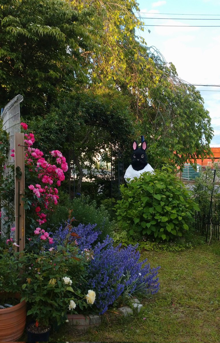 お家のお庭が今年もきれいだった！
#CHOPS