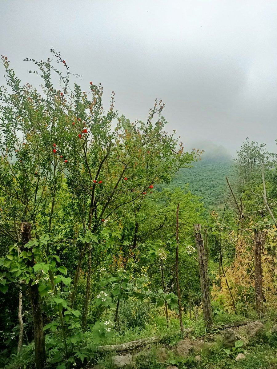 Yine soğuk ve sisli bir Karadeniz günü.

@giverep  mi yoksa <a href="/cookiedotfun/">Cookie DAO 🍪</a>  tarafına mı ağırlık vermeli?

Sizin düşünceleriniz nelerdir?

$SNAPS $IKA