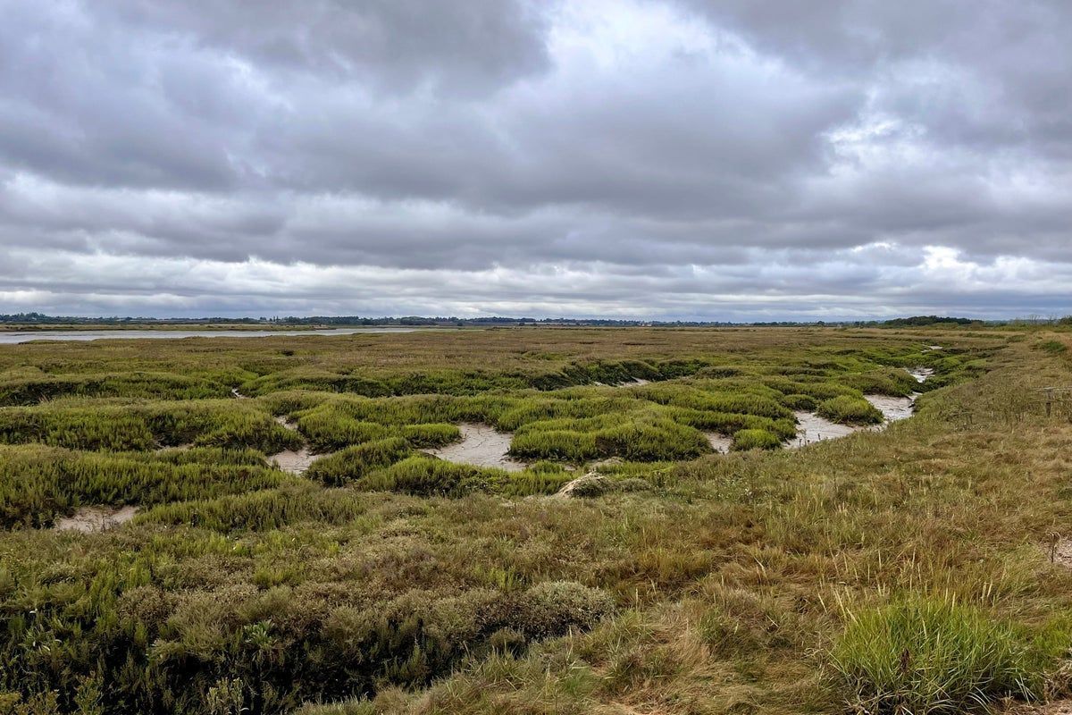 ‘Mud matters’ – research shows saltmarshes are significant carbon store 

A report from WWF and Aviva offers the first results from a network of towers measuring the carbon storage in coastal saltmarsh habitat. 

independent.co.uk/climate-change…