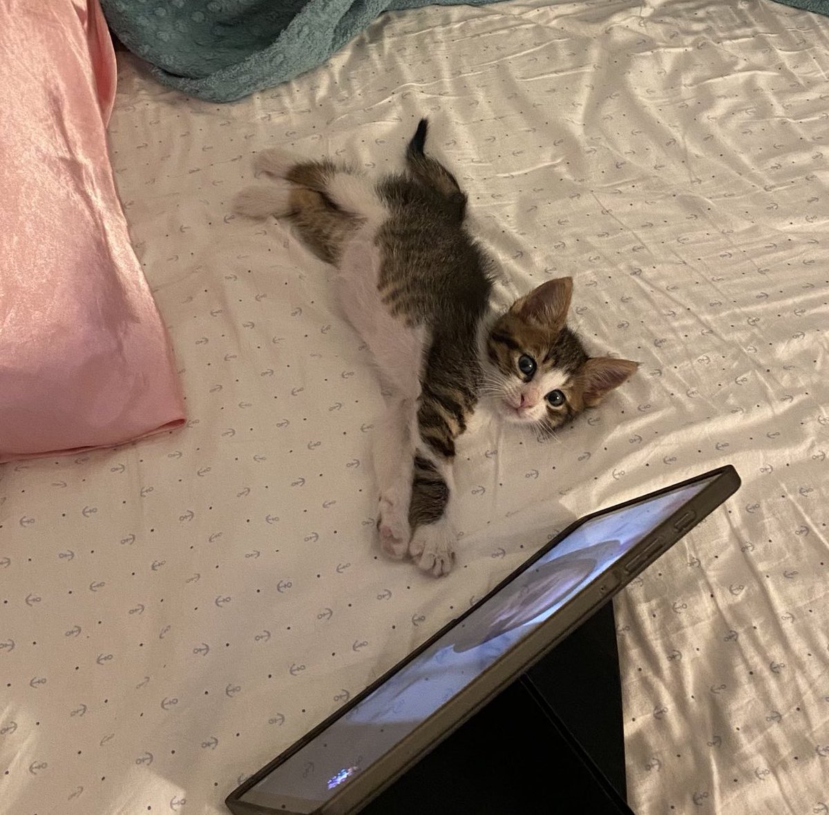 Ipad kid kedi yuva ariyor!!!!!