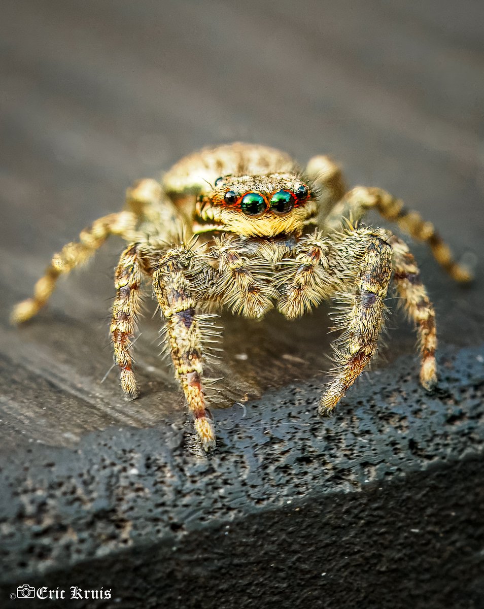 Jumping spider (with reflection of me in its eyes)