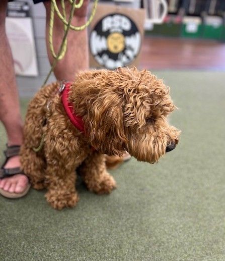 Happy #DogSunday to you all

This is Rocky - a lovely little guy, he was a bit nervous to begin with, but we won him around with treats and pats. Thanks for visiting Rocky!

We're open 10-5 today for all your music needs 🐾