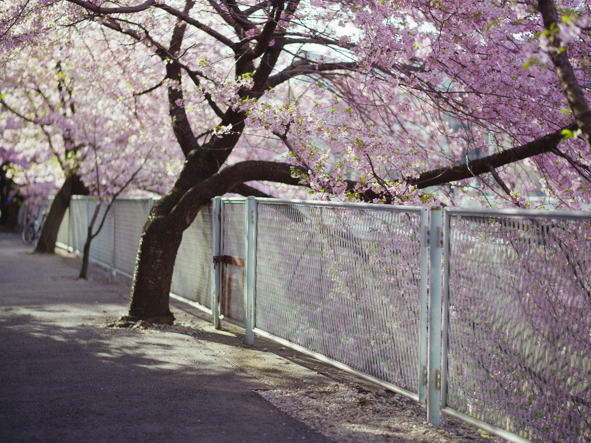 meow_photo's tweet image. 世界って思ってるよりカラフルだ