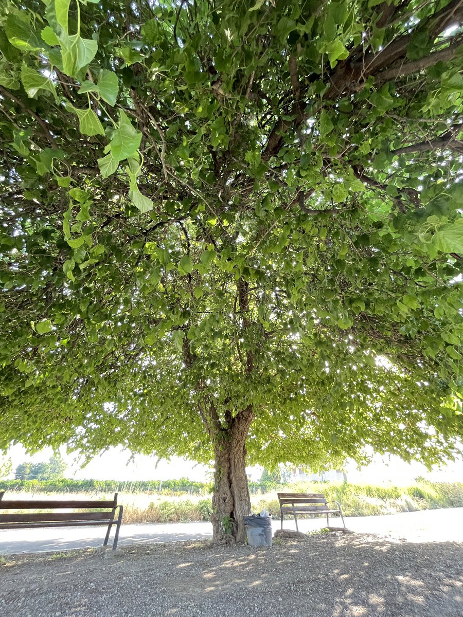 enunlugardelah1's tweet photo. 🍋 Hay moreras, moreras grandes y luego este fabuloso ejemplar en la mota del Río por Llano de Brujas.

Bajo ella, un par de bancos donde ciclistas y caminantes suelen parar un ratico a disfrutar de su sombra.

                                                          🌳 https://t.co/1dpfaMf8nN
