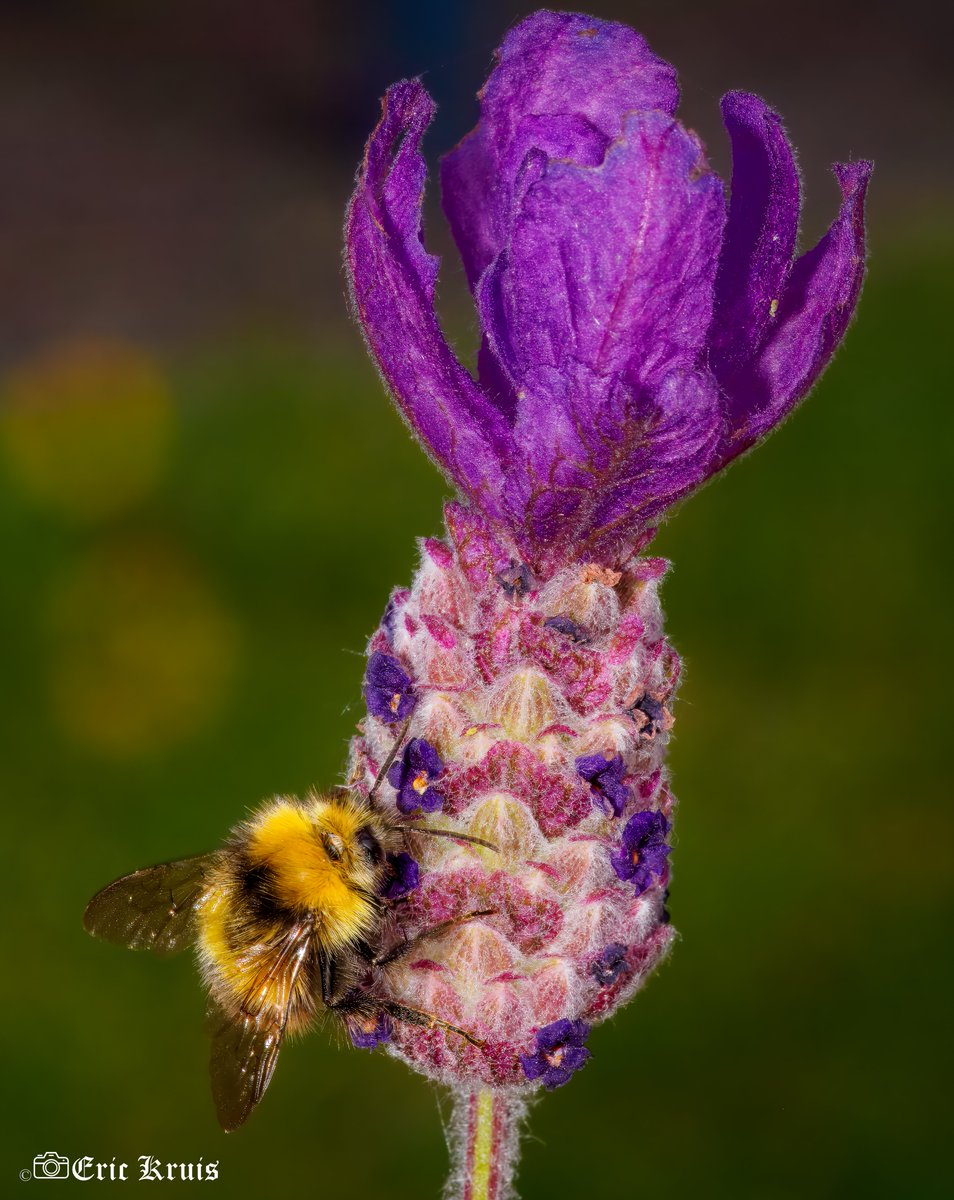 Bublebee buffet