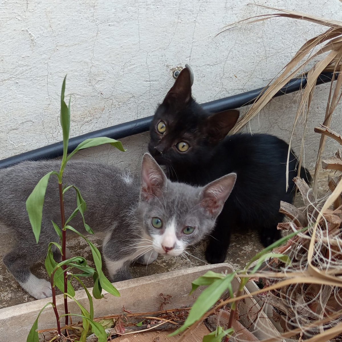 Dimo (cruce azul ruso) y Alisa (negrita de pelo semi largo) se dan en adopción juntitos. Tienen 2,5 meses. Contacto WhatsApp 625570559

**Adopción gratuita. Se entrega con contrato de adopción, compromiso de esterilización y seguimiento.