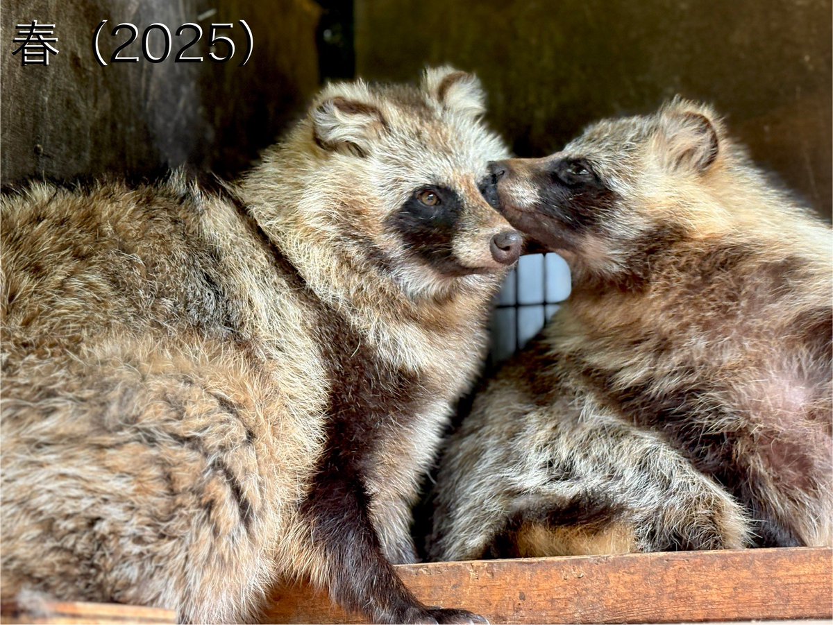 たぬきページ たぬき (@YJTheRaccoonDog) on X