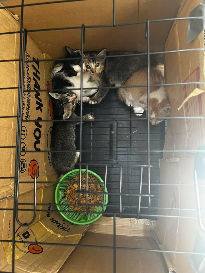 🏡หาบ้านให้น้องแมว🏡

แม่แมวเป็นแมวจร แล้วมาคลอดลูกที่คอนโด(คอนโดไม่อนุญาติให้เลี้ยงค่ะ) แม่แมวคาบลูกไปซ่อนตามที่ต่างๆในคอนโด แม่บ้านและนิติจึงช่วยกันจับได้วันนี้ เลยยังไม่สามารถเพศ มีจำนวน4ตัว อายุประมาณ1-2 เดือน 
พิกัด : หาดหัวดอน หัวหิน 
เบอร์ : 0813698889 (คุณบี)