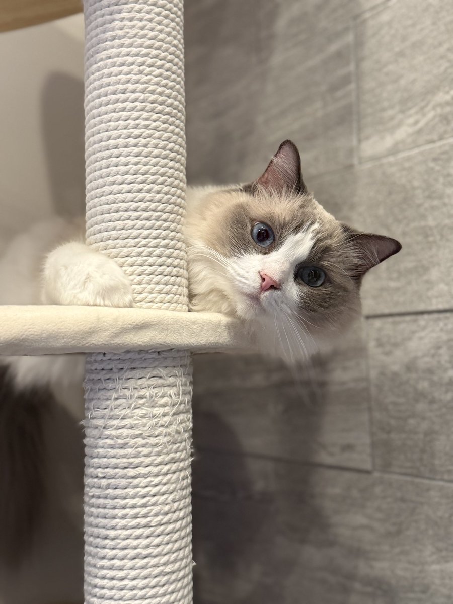ragdoll0504's tweet image. ひょこ