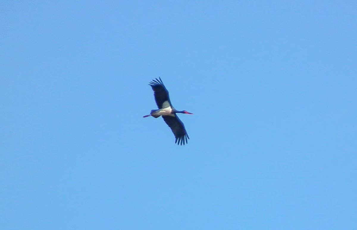 Exactly 14 years ago today was my first day of retirement from Aviva. Went up to Horsey and the first bird I saw was this spiralling over the car park. Still a tricky one to catch up with in the county but perhaps due another one soon?