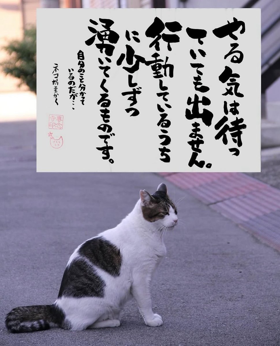 yabumoto610's tweet photo. ネコさんから人間さんへ今日の一言 https://t.co/7faJytqKEK