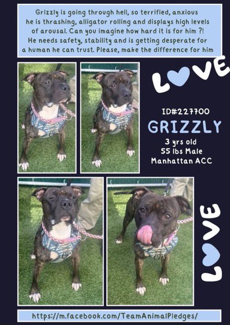 MoishesMom's tweet photo. 🆕Intake• Grizzly• 3️⃣ yrs old• Male

🆔2️⃣2️⃣7️⃣7️⃣0️⃣0️⃣ •Manhattan ACC

Handsome Grizzly is so petrified at being dumped he’s 🐊 rolling &amp; thrashing in his kennel😭He’s a kill 💉 Target 🎯 • If Grizzly doesn’t get a an experienced #Foster he won’t survive pound life☹️ Grizzly https://t.co/Z7ixuGkV2Y